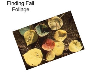 Finding Fall Foliage