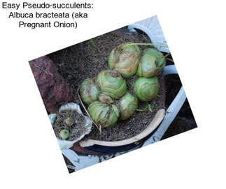 Easy Pseudo-succulents: Albuca bracteata (aka Pregnant Onion)