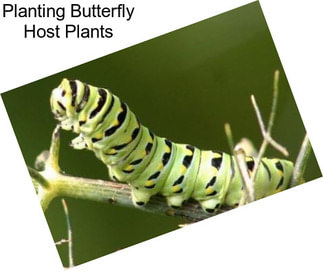 Planting Butterfly Host Plants