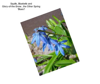 Squills, Bluebells and Glory-of-the-Snow...the Other Spring \'Blues\'!