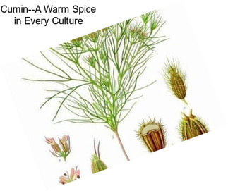 Cumin--A Warm Spice in Every Culture