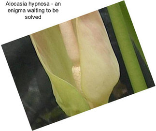 Alocasia hypnosa - an enigma waiting to be solved