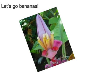 Let\'s go bananas!