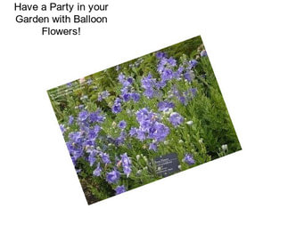 Have a Party in your Garden with Balloon Flowers!