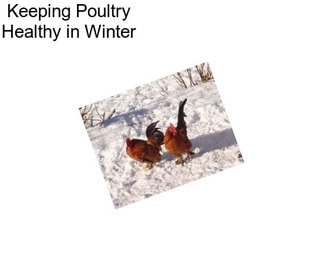 Keeping Poultry Healthy in Winter