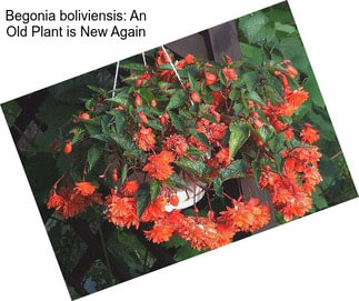 Begonia boliviensis: An Old Plant is New Again