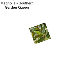 Magnolia - Southern Garden Queen