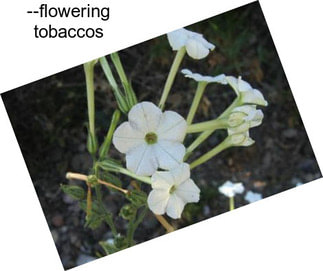 --flowering tobaccos