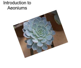 Introduction to Aeoniums