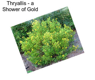 Thryallis - a Shower of Gold