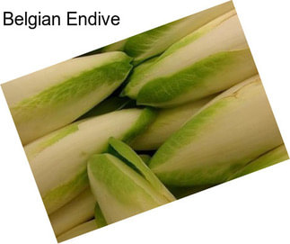 Belgian Endive