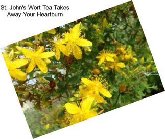 St. John\'s Wort Tea Takes Away Your Heartburn