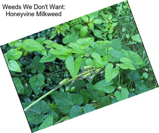 Weeds We Don\'t Want: Honeyvine Milkweed