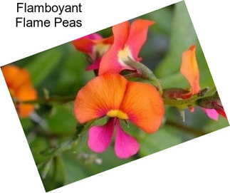 Flamboyant Flame Peas