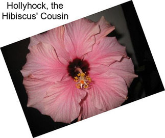 Hollyhock, the Hibiscus\' Cousin