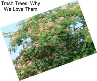 Trash Trees: Why We Love Them