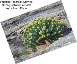 Rugged Roseroot: Staying Strong Between a Rock and a Hard Place