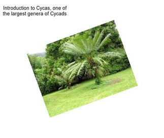 Introduction to Cycas, one of the largest genera of Cycads