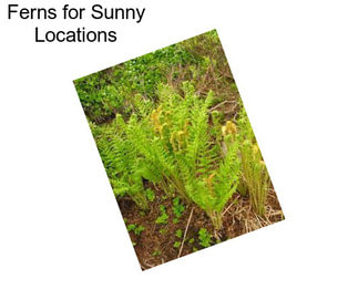 Ferns for Sunny Locations