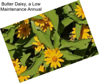Butter Daisy, a Low Maintenance Annual
