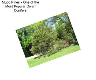 Mugo Pines - One of the Most Popular Dwarf Conifers