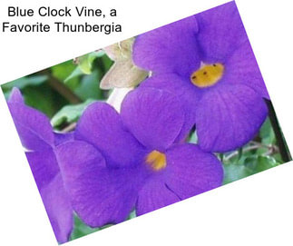 Blue Clock Vine, a Favorite Thunbergia