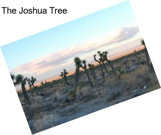 The Joshua Tree