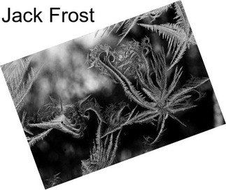 Jack Frost