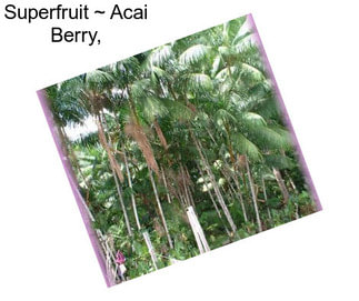 Superfruit ~ Acai Berry,