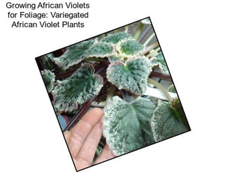 Growing African Violets for Foliage: Variegated African Violet Plants