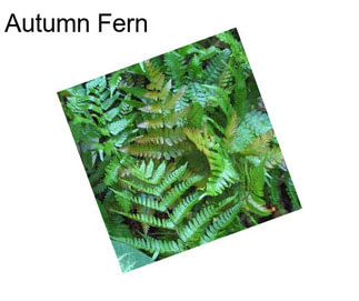 Autumn Fern