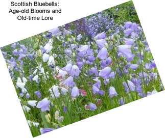 Scottish Bluebells: Age-old Blooms and Old-time Lore