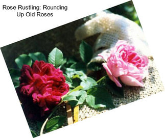 Rose Rustling: Rounding Up Old Roses