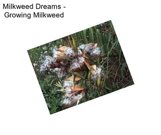 Milkweed Dreams - Growing Milkweed