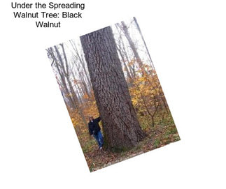 Under the Spreading Walnut Tree: Black Walnut