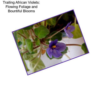 Trailing African Violets: Flowing Foliage and Bountiful Blooms