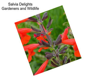 Salvia Delights Gardeners and Wildlife