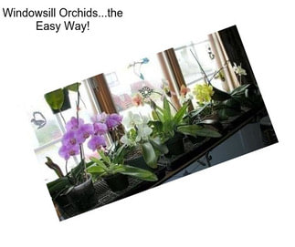 Windowsill Orchids...the Easy Way!