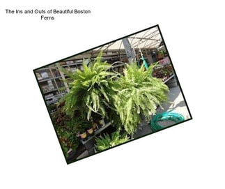 The Ins and Outs of Beautiful Boston Ferns