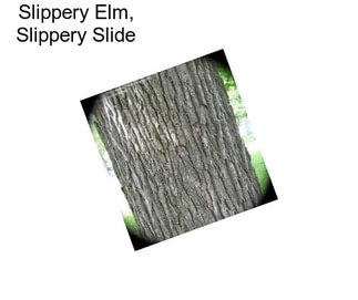 Slippery Elm, Slippery Slide