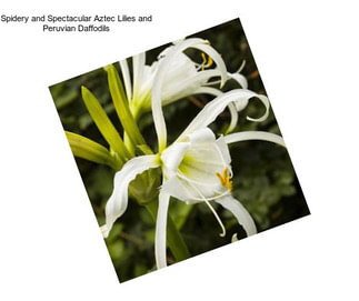Spidery and Spectacular Aztec Lilies and Peruvian Daffodils