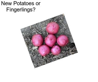 New Potatoes or Fingerlings?
