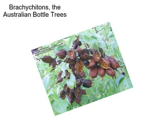 Brachychitons, the Australian Bottle Trees