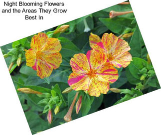 Night Blooming Flowers and the Areas They Grow Best In