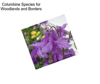 Columbine Species for Woodlands and Borders