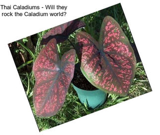 Thai Caladiums - Will they rock the Caladium world?