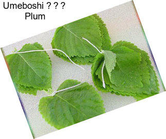 Umeboshi 梅の実 Plum