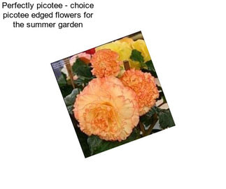 Perfectly picotee - choice picotee edged flowers for the summer garden