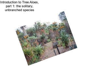 Introduction to Tree Aloes, part 1: the solitary, unbranched species