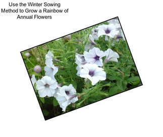 Use the Winter Sowing Method to Grow a Rainbow of Annual Flowers